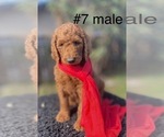 Small Photo #1 Labradoodle Puppy For Sale in PORTERVILLE, CA, USA