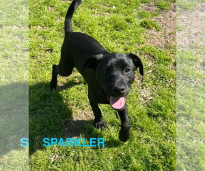 Labrador Retriever-Unknown Mix Dogs for adoption in The Woodlands, TX, USA