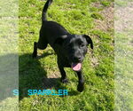 Small Labrador Retriever Mix