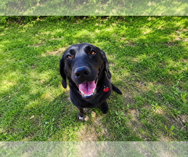 Medium Photo #3 Labrador Retriever Puppy For Sale in Clovis, CA, USA