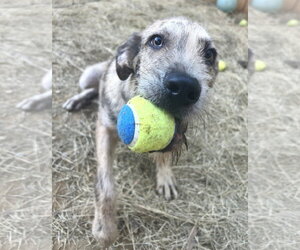 Labrador Retriever-Unknown Mix Dogs for adoption in Wetumpka, AL, USA