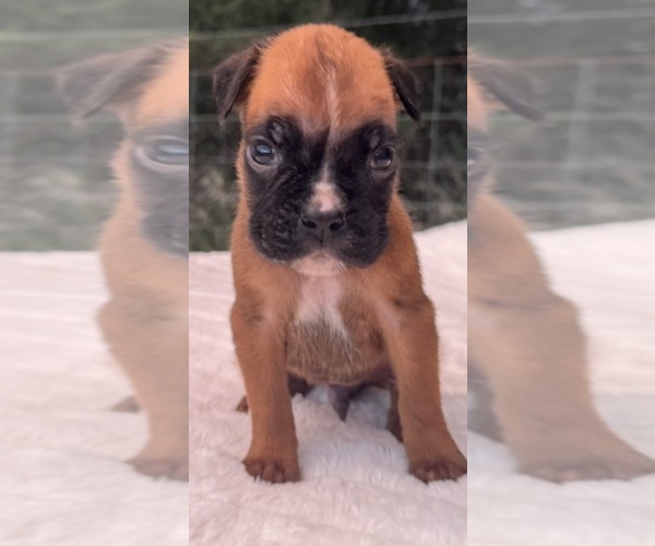Medium Photo #10 Boxer Puppy For Sale in PAWNEE CITY, NE, USA