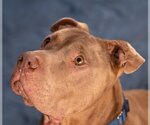 Small #18 American Staffordshire Terrier Mix