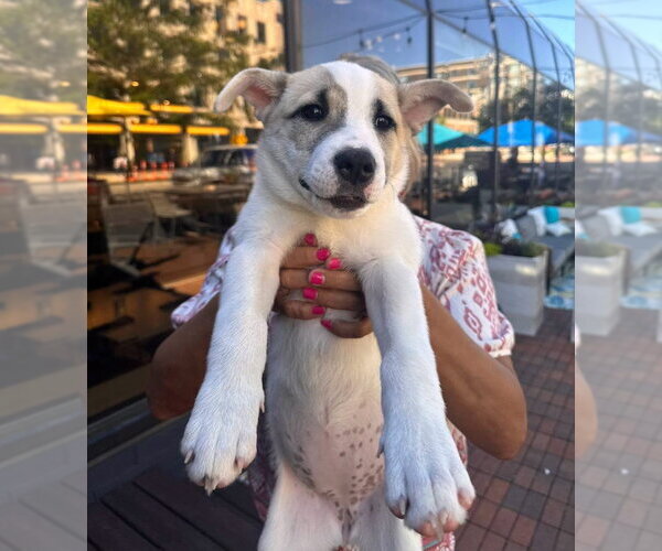 Medium Photo #2 Siberian Husky-Unknown Mix Puppy For Sale in Muskegon, MI, USA