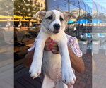Small #1 Siberian Husky Mix