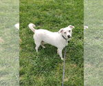 Small #1 Chihuahua Mix