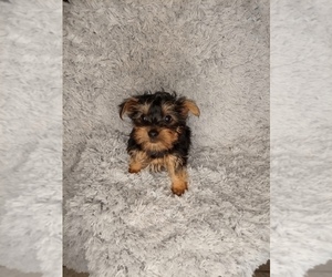 Yorkshire Terrier Puppy for sale in INDIANAPOLIS, IN, USA