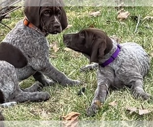 German Shorthaired Pointer Puppy for sale in STRAWBERRY POINT, IA, USA
