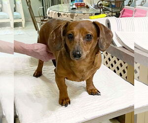Dachshund Dogs for adoption in Benton, LA, USA