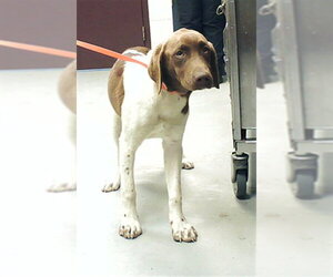 Pointer-Unknown Mix Dogs for adoption in Fayetteville, NC, USA