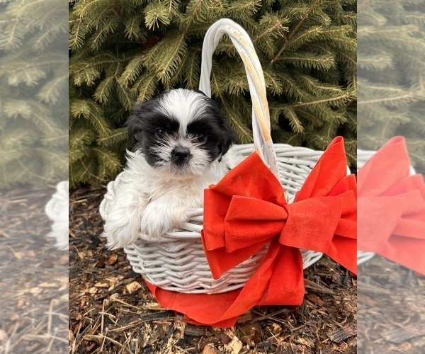 Medium Photo #2 Shih Tzu Puppy For Sale in MIDDLEBURY, IN, USA