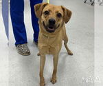 Small Beagle-Retriever  Mix