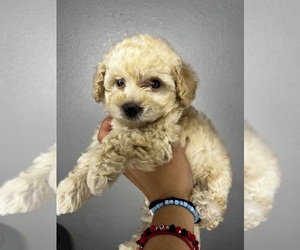 Maltipoo Dog for Adoption in POMONA, California USA
