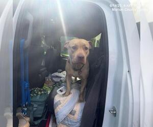 American Pit Bull Terrier Dogs for adoption in Ocala, FL, USA