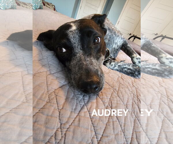 Medium Photo #7 Mutt Puppy For Sale in Garden City, NY, USA