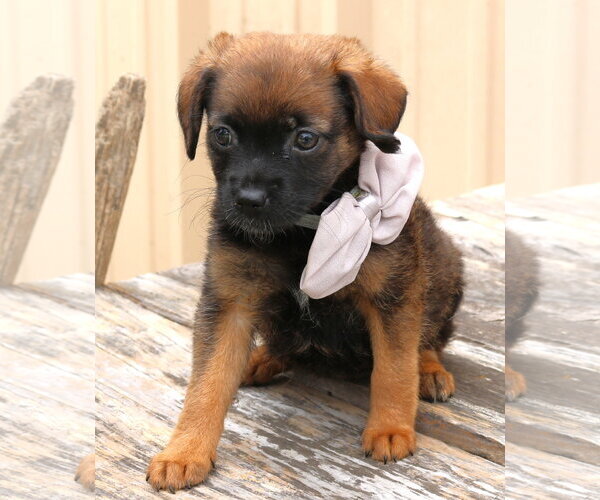 Medium Photo #3 Australian Shepherd-Unknown Mix Puppy For Sale in Bandera, TX, USA