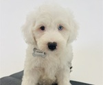 Small Photo #11 Sheepadoodle Puppy For Sale in HUNTINGTON BEACH, CA, USA