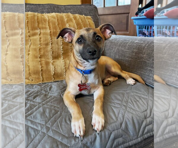 Medium Photo #13 Chihuahua-Unknown Mix Puppy For Sale in Grafton, WI, USA
