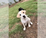 Small Photo #4 Shepweiller Puppy For Sale in Raleigh, NC, USA