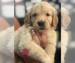 Puppy Pink Golden Retriever