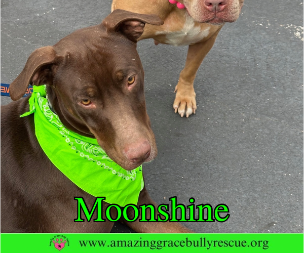 Medium Photo #13 Doberman Pinscher-Unknown Mix Puppy For Sale in Pensacola, FL, USA