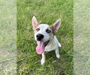 Huskies -Pembroke Welsh Corgi Mix Dogs for adoption in Randleman , NM, USA