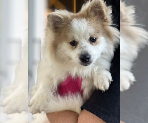 Medium Photo #2 Pomeranian Puppy For Sale in Dana Point, CA, USA