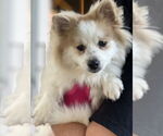 Small #1 Pomeranian