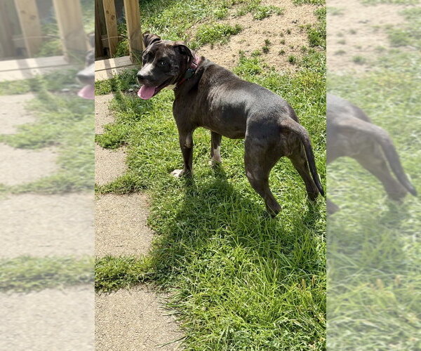 Medium Photo #10 Mutt Puppy For Sale in Springdale, PA, USA