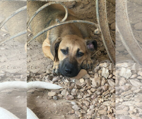 Medium Photo #2 Black Mouth Cur-Unknown Mix Puppy For Sale in Jackson, MS, USA