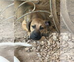 Small Photo #2 Black Mouth Cur-Unknown Mix Puppy For Sale in Jackson, MS, USA