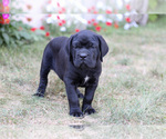 Puppy Cici Cane Corso