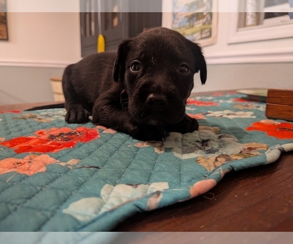 Medium Photo #2 Labrador Retriever Puppy For Sale in PIERSON STATION, IL, USA