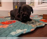 Pink Collar - Female Labrador Retriever Puppy for Sale - Photo #2