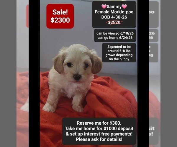 Medium Photo #1 Morkie Poo (Toy) Puppy For Sale in TUCSON, AZ, USA