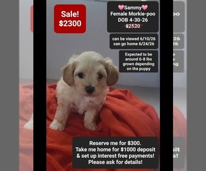 Morkie Poo (Toy) Puppy for sale in TUCSON, AZ, USA