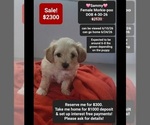 Small Morkie Poo (Toy)
