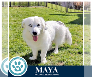 Australian Shepherd-Unknown Mix Dogs for adoption in Kimberton, PA, USA