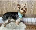 Small #6 Yorkshire Terrier