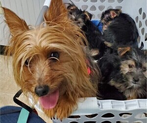Mother of the Morkie puppies born on 12/08/2021