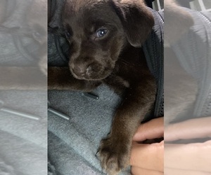 Labrador Retriever Puppy for sale in MORENO VALLEY, CA, USA