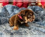 Small #6 English Bulldog
