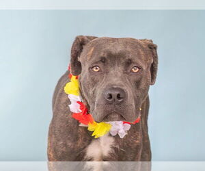 American Pit Bull Terrier Dogs for adoption in Pasadena, CA, USA