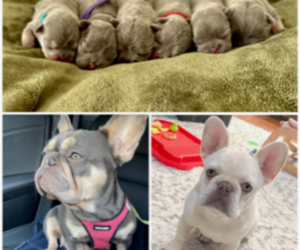 French Bulldog Puppy for sale in LULING, LA, USA