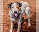 Small #2 Bluetick Coonhound Mix