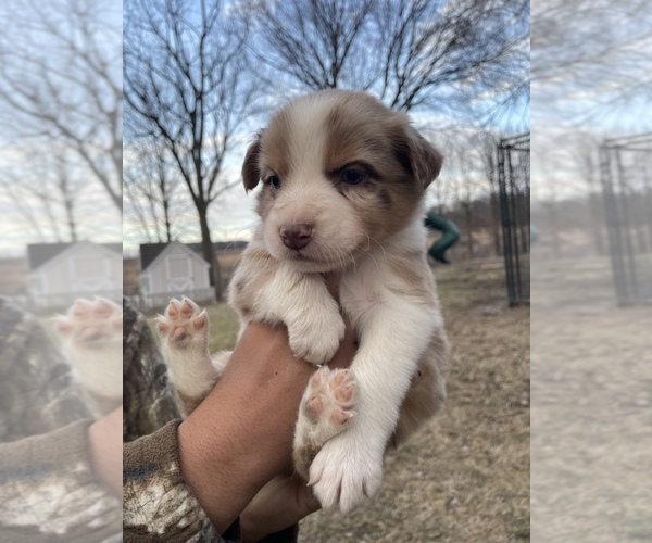 Medium Photo #5 Australian Shepherd Puppy For Sale in TOLEDO, IL, USA