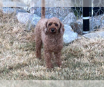 Small #1 Poodle (Miniature)