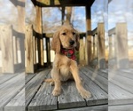 Small #6 Goldendoodle