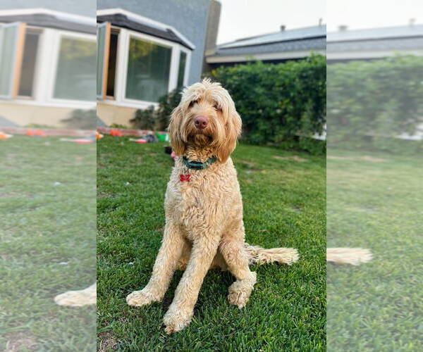 Medium Photo #5 Poodle (Standard)-Unknown Mix Puppy For Sale in San Diego, CA, USA