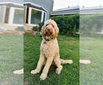 Small #4 Poodle (Standard) Mix